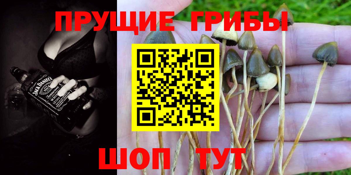 Галлюциногенные грибы мухоморы Горно-Алтайск